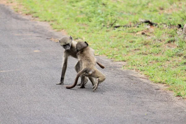 The close-up high-angle view of two baboons hugging each other on the street