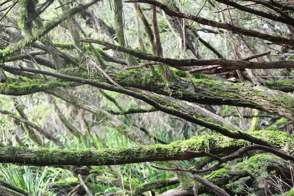 Moosige Baumstämme Die Mit Baum Verflochten Sind — Stockfoto