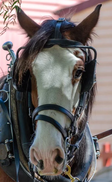 A vertical closeup of a harnessed horse.
