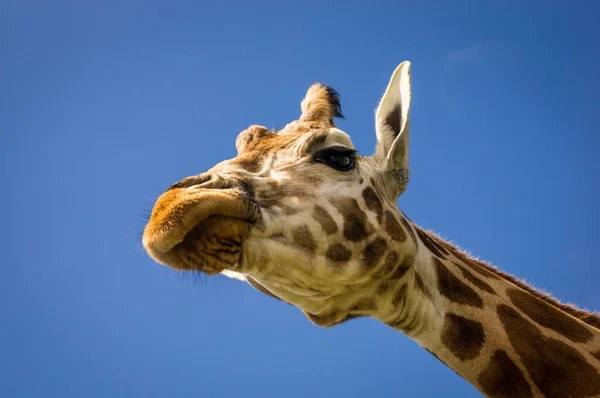 Giraffen Naturschutz Zoo — Stockfoto