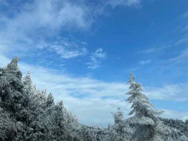 Scenic View Fir Forests Covered Snow Blue Sky — Stock Photo, Image