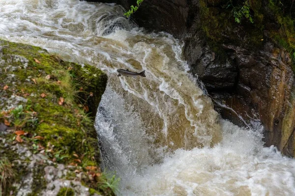 Atlantic Salmon Salmo Salar Jumping Waterfall Scotland United Kingdom — Stock Photo, Image