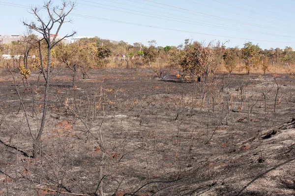 Charred Remains Brush Fire Possibly Arson Karriri Xoco Tuxa Indian — ストック写真