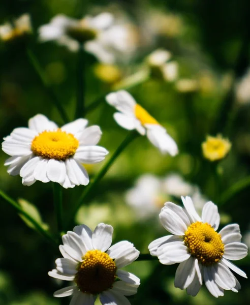 Flores Verano Plena Floración — Foto de Stock