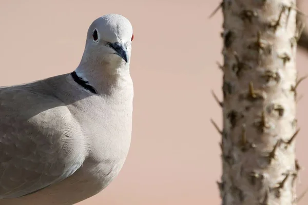 Ett Porträtt Duva Solig Dag — Stockfoto