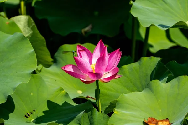 Ένα Κοντινό Πλάνο Ενός Ροζ Λουλουδιού Lotus Πράσινα Φύλλα Μια — Φωτογραφία Αρχείου
