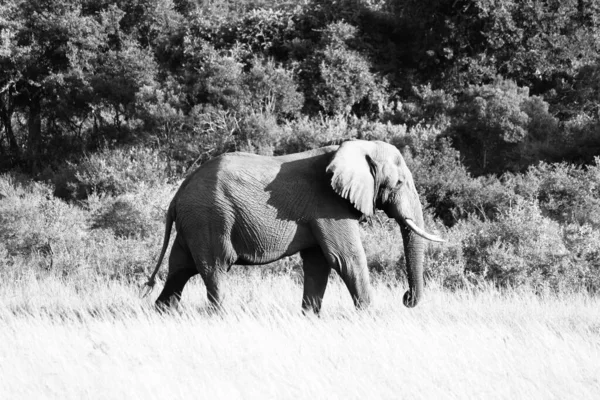草の上を歩くアフリカのブッシュゾウのグレースケール — ストック写真