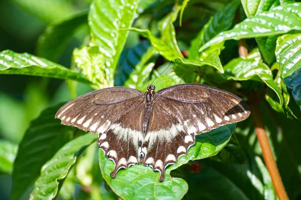 Eine Nahaufnahme Des Schmetterlings Auf Einem Grünen Blatt — Stockfoto