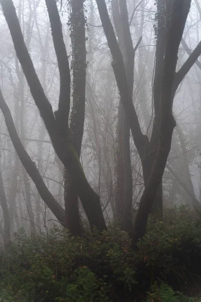 Plan Vertical Une Forêt Mystérieuse Brumeuse Aux Arbres Nus — Photo