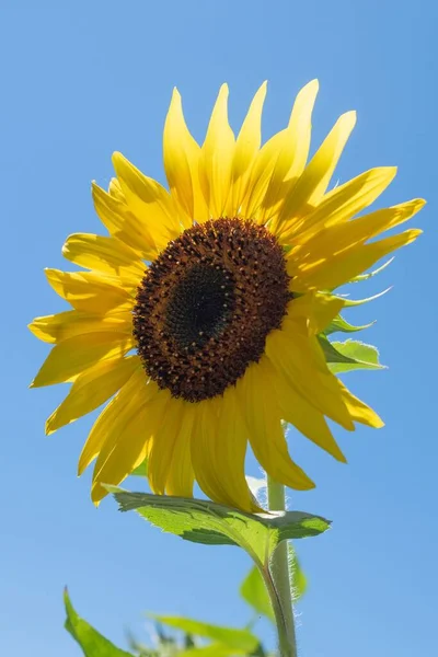 Krásné Žluté Slunečnice Izolované Pod Modrou Oblohou Horkém Létě Závod — Stock fotografie