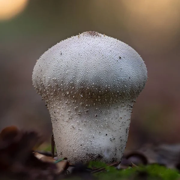 Closeup Lycoperdon Perlatum Mushroom — Stock Photo, Image
