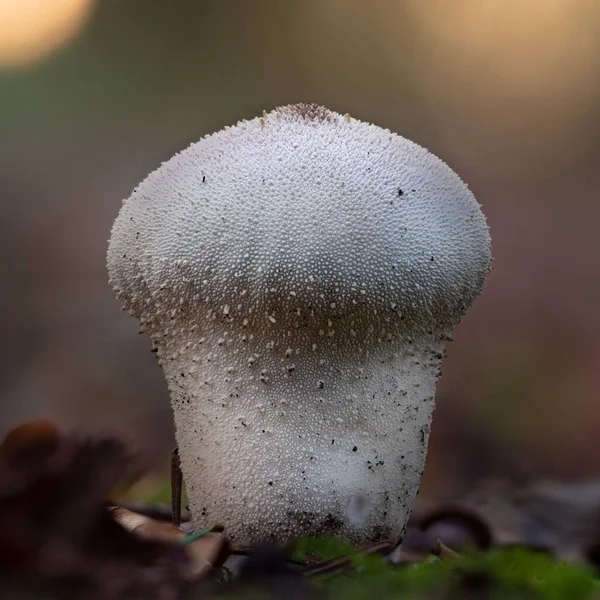 Lycoperdon Perlatum Mantarının Yakın Çekimi — Stok fotoğraf