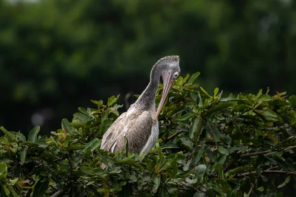 一种灰鹈鹕 Pelecanus Philippensis 也被称为斑点嘴鹈鹕 栖息在树枝上 — 图库照片