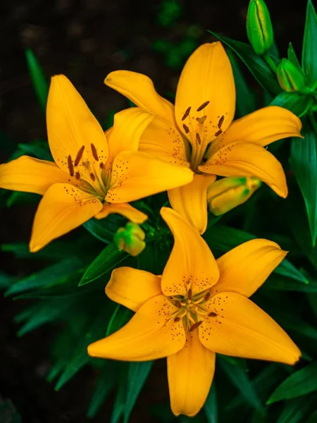 Eine Vertikale Nahaufnahme Blühender Leuchtend Orangefarbener Lilienblüten — Stockfoto