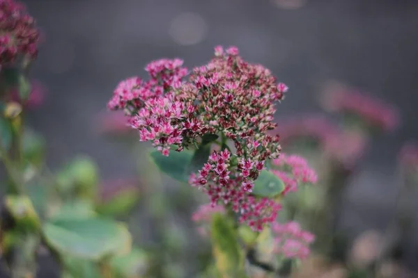 Közelkép Egy Lila Kis Virágról — Stock Fotó