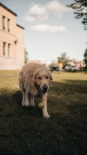 Vertikale Aufnahme Eines Golden Retrievers Der Mit Einem Ball Einem — Stockfoto