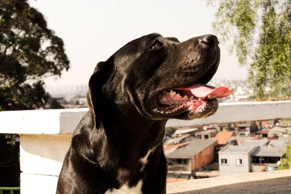 Sebuah Gambar Close Anjing Cane Corso Hitam Melihat Keluar Pintu — Stok Foto