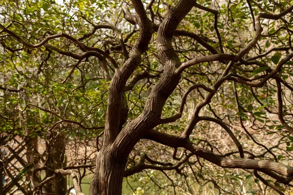 떡갈나무 가지를 클로즈업 — 스톡 사진