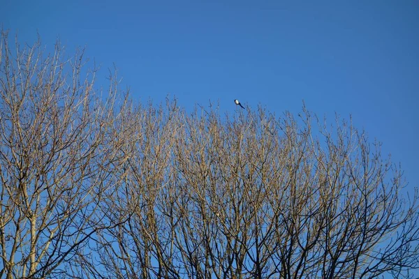 Krásný Záběr Stromů Bez Listí Ptáka Usazeného Samém Vrcholu — Stock fotografie