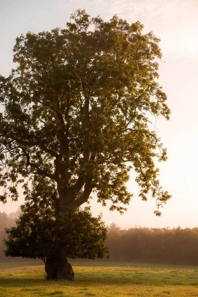 Pionowe Ujęcie Zielonych Drzew Rosnących Polu Wschodzie Słońca Irlandii — Zdjęcie stockowe