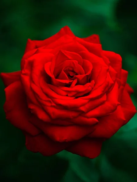 Vertical Closeup Shot Blooming Bright Red Rose — Stock Photo, Image