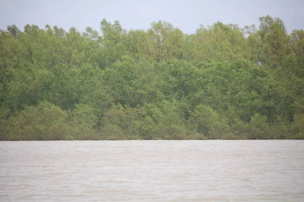 Flesta Växterna Sundarbans Ligger Kvar Vattnet Monsunsäsongen — Stockfoto
