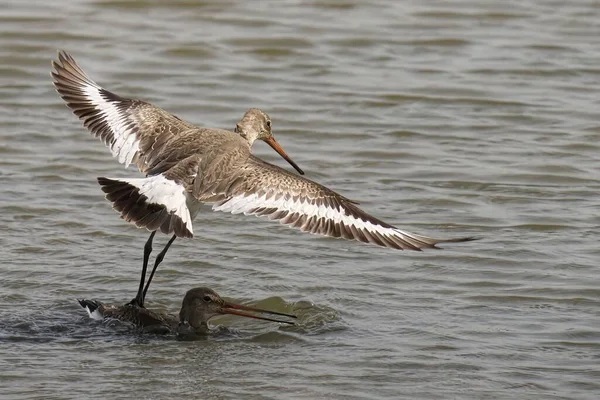 Two Black Tailed Godwits One Lake Other One — Stock Photo, Image