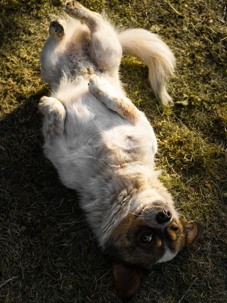 Tarlada Yuvarlanan Sevimli Bir Köpeğin Dikey Üst Görüntüsü — Stok fotoğraf