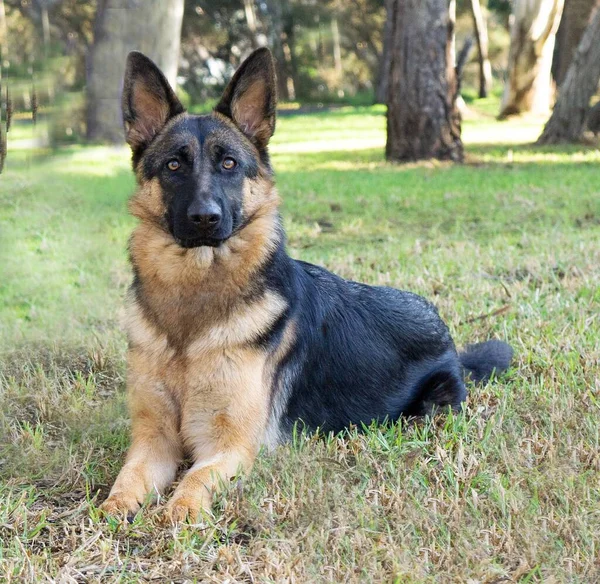 Närbild Allvarlig Tysk Herde Hund Sitter Gräset — Stockfoto