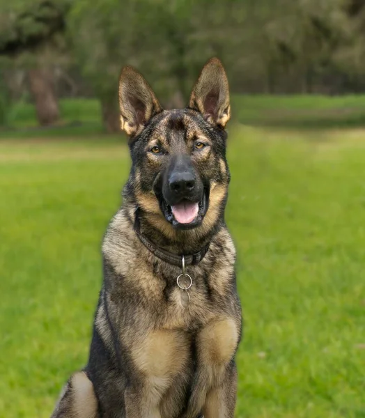 一只可爱的德国牧羊犬坐在草地上张开嘴的特写镜头 — 图库照片