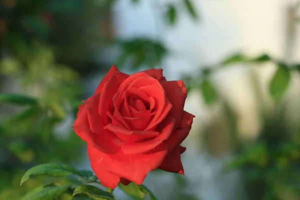 Nahaufnahme Einer Roten Rose Einem Garten — Stockfoto