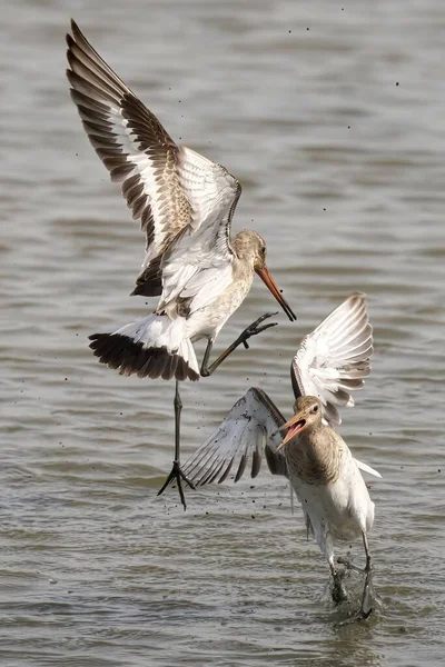 Vertical Shot Two Black Tailed Godwits Fighting Lake — Stock Photo, Image