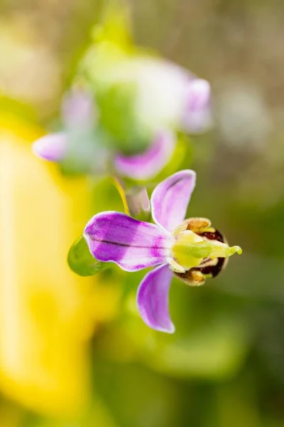 Orchidea Pszczeli Ophrys Apifera Makro Widokiem Zenitalnym Koncepcja Natury — Zdjęcie stockowe