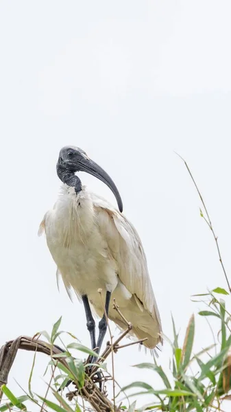 Ibis Cabeça Preta Threskiornis Melanocephalus Empoleirado Ramo — Fotografia de Stock