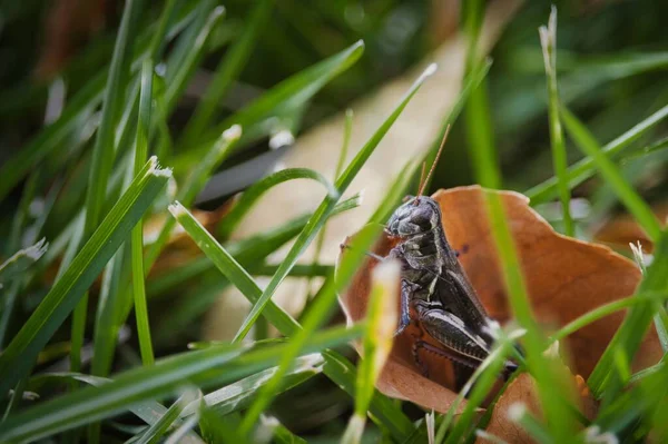 蚱蜢在草坪干枯的叶子上吃草的宏观图片 — 图库照片