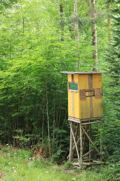 Tipikus Vadász Ülés Egy Erdőben Alsó Ausztriában Vadászat Különböző Vadon — Stock Fotó