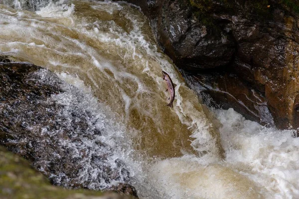 Атлантический Лосось Salmo Salar Прыгает Водопада Шотландии Великобритания — стоковое фото