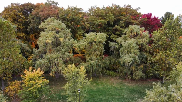 Parktaki Sonbahar Ağaçları Bitkilerin Manzarası — Stok fotoğraf