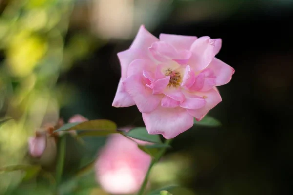 Utsikt Rosa Kinesisk Rose Mot Uklar Bakgrunn Rosa Chinensis – stockfoto