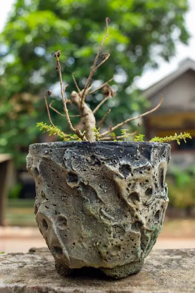 Tiro Vertical Vaso Flores Com Uma Pequena Árvore — Fotografia de Stock