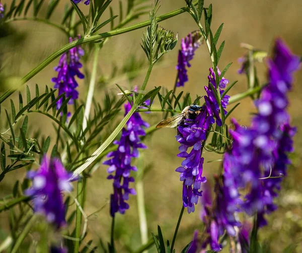 Closeup Shot Bee Perched Purple Flowers Rural Area Sunny Day — Stock Photo, Image