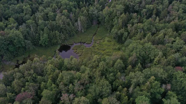 Eine Luftaufnahme Des Flusses Umgeben Von Dichtem Grünen Wald — Stockfoto