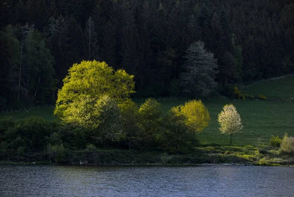 Piękne Ujęcie Łąki Drzew Otaczających Jezioro — Zdjęcie stockowe