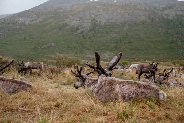 A group of brown reindeer grazing on a rural field in Mongolia