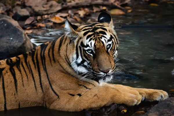 Tiger Vatten Rakt Dina Ögon — Stockfoto