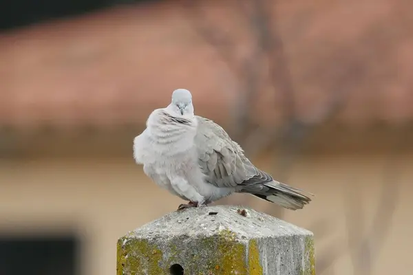 Une Colombe Perchée Sur Une Surface Pierreuse — Photo