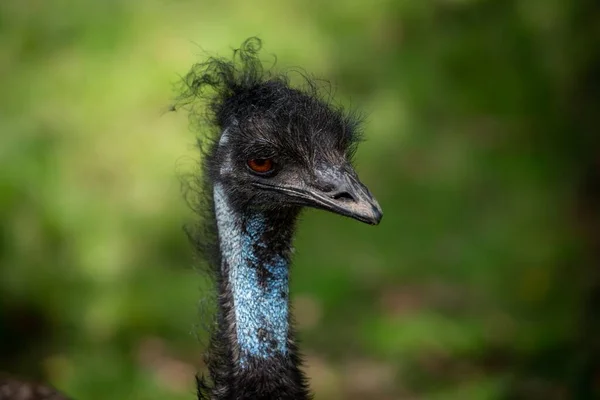 Vue Rapprochée Une Tête Oiseau Emu Avec Fond Vert — Photo