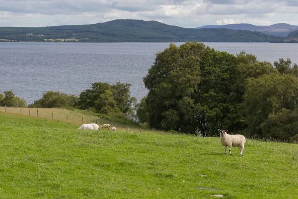 Eine Landschaft Mit Schafweiden Einem Bewölkten Tag Loch Ness Schottland — Stockfoto