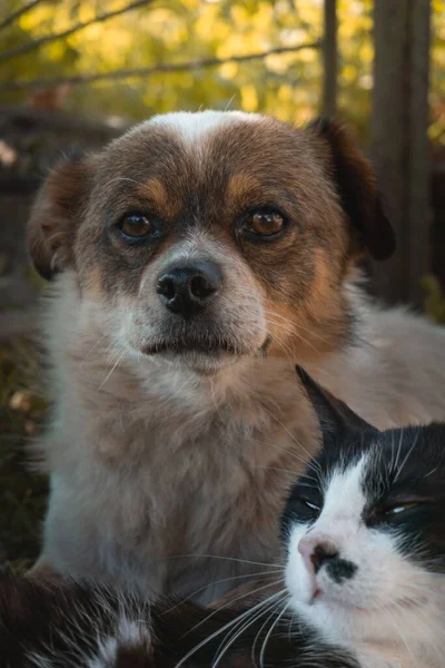 Vertical Closeup Shot Adorable Dog Cute Cat Park — Stock Photo, Image