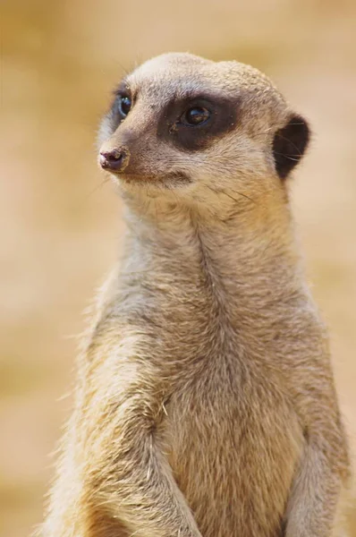 Erdmännchen Tierschutzprogramm Des Zoos — Stockfoto